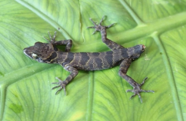 Mới đây, một loài vật cực kỳ quý hiếm với kích thước khoảng 13 cm, đôi mắt to, và đầu hình tam giác màu xanh lục đã được phát hiện tại Việt Nam.(Ảnh: Người đưa tin)