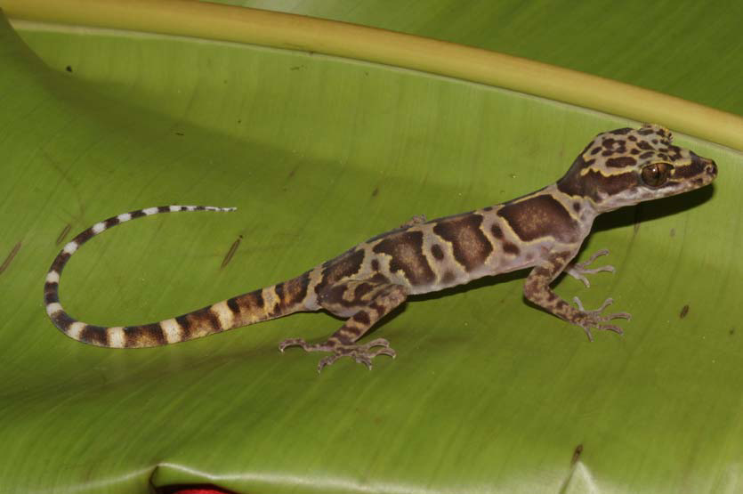 Ban quản lý Vườn quốc gia Phong Nha - Kẻ Bàng cho biết, loài thằn lằn này có tên khoa học là Cyrtodactylus hangvaensis, còn được gọi là tắc kè ngón Hang Va. (Ảnh: ResearchGate)