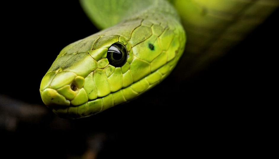 Các loài săn mồi của rắn sẽ mất đi một nguồn dinh dưỡng quan trọng, dẫn đến sự suy giảm số lượng và có nguy cơ tuyệt chủng. Sự gia tăng đột ngột của các loài gặm nhấm có thể gây ra nhiều vấn đề nghiêm trọng cho con người.(Ảnh: College of Veterinary Medicine)