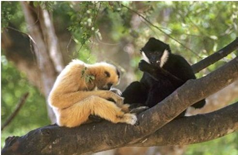 Vườn quốc gia này là nơi sinh sống của nhiều loài động thực vật quý hiếm, nhiều loài trong số đó được ghi vào Sách đỏ Việt Nam và Sách đỏ thế giới. Hệ sinh thái rừng nguyên sinh trên núi đá vôi tại đây là một trong những hệ sinh thái phong phú và đa dạng nhất ở Đông Nam Á.(Ảnh: VQG Phong Nha Kẻ Bàng)