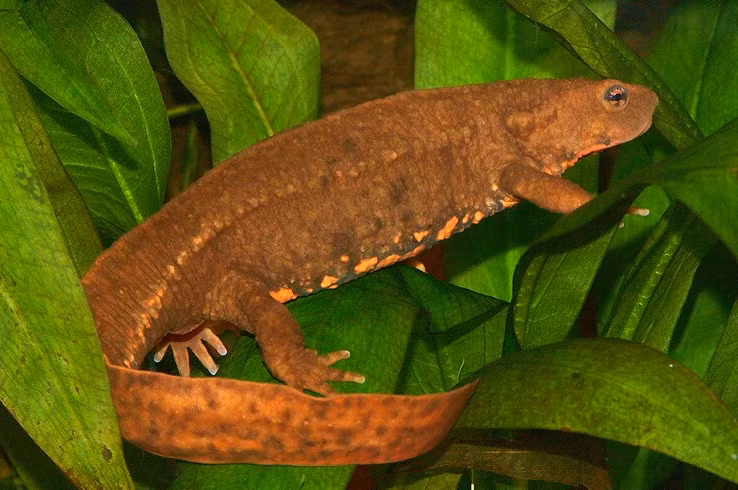 Loài này còn được biết đến với các tên gọi khác như tắc kè nước, sa giông bụng hoa hay cá cóc bụng hoa. (Ảnh: iNaturalist)