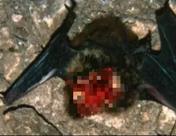 Với chiếc mỏ cứng như thép, chúng có thể chọc thủng hộp sọ con mồi để ăn não, bộ phận giàu năng lượng và dễ tiêu hóa. (Ảnh: Reddit)