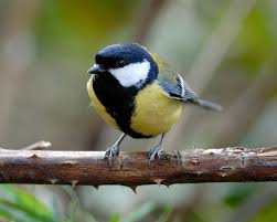 Chim bạc má, với bản năng giết chóc và thói quen ăn não con mồi, thực sự là một loài chim tàn bạo trong thế giới tự nhiên. (Ảnh: InfluentialPoints)