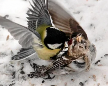 Chúng chủ yếu ăn côn trùng và hạt cỏ nhỏ, nhưng khi mùa đông đến và thức ăn khan hiếm, chúng chuyển sang săn các loài chim khác và cả đồng loại để sống sót. (Ảnh: Reddit)