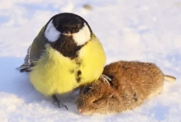 Một trong những con mồi phổ biến của chim bạc má là loài dơi hang động. Chúng có khả năng nghe thấy âm thanh siêu âm do dơi phát ra và chờ sẵn ở cửa hang để tấn công. (Ảnh: Reddit)