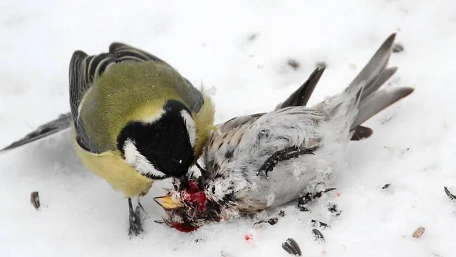 Chim bạc má không ăn thịt con mồi mà chỉ ăn não, để lại phần xác cho các loài côn trùng khác.(Ảnh: Reddit)