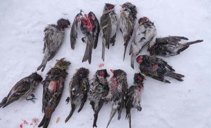 Hành vi săn mồi man rợ của chim bạc má có thể liên quan đến sự biến đổi khí hậu, khiến các mùa trở nên khắc nghiệt hơn và kéo dài hơn. Điều này làm cho nguồn thức ăn trở nên khan hiếm, buộc chúng phải tìm kiếm các giải pháp cực đoan để sinh tồn.(Ảnh: Softpedia News)