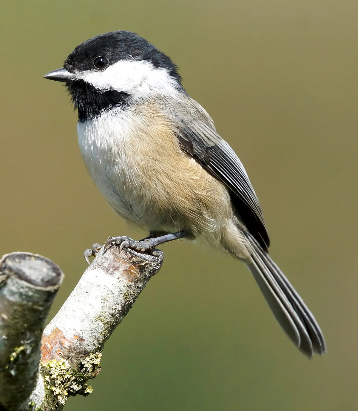  Chim bạc má là một loài chim nhỏ nhưng có hành vi săn mồi đáng sợ: Ăn não con mồi. (Ảnh: Britannica)