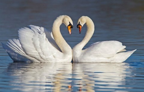 Một số loài động vật có chế độ một vợ một chồng, sống chung với một bạn tình suốt đời. Thiên nga là một ví dụ điển hình. Việc duy trì một mối quan hệ chung thủy giúp giảm nguy cơ cận huyết và đảm bảo sự đa dạng di truyền.(Ảnh: Tiền Phong)