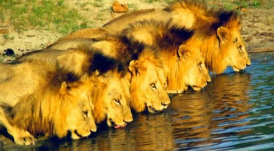 Tạo hóa đã ban tặng cho chúng những cơ chế tinh vi để đảm bảo rằng quá trình giao phối diễn ra một cách an toàn và hiệu quả. Những bí mật này không chỉ làm sáng tỏ sự phức tạp của tự nhiên mà còn mở ra nhiều cơ hội nghiên cứu để chúng ta hiểu rõ hơn về quá trình tiến hóa và sinh sản của động vật.(Ảnh: DNVN)