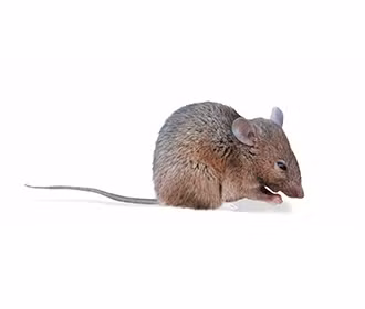 Một số loài động vật có hành vi giao phối chọn lọc, chỉ chọn bạn tình không có quan hệ huyết thống gần. Ví dụ, loài chuột nhắt có khả năng nhận biết mùi hương của họ hàng gần và tránh giao phối với chúng. Điều này giúp ngăn chặn tình trạng cận huyết.(Ảnh: Rentokil)