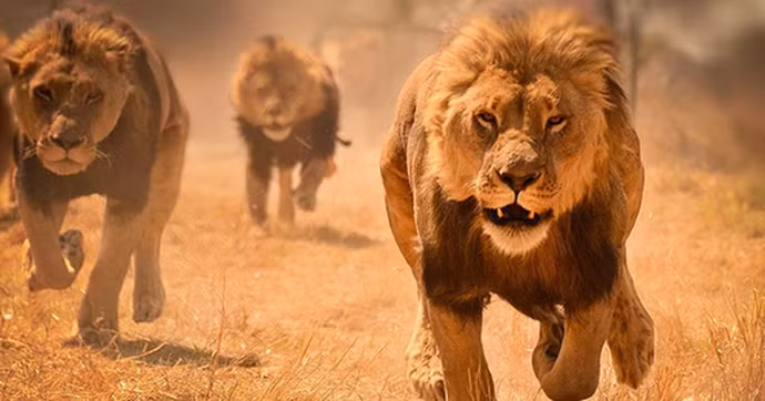 Nhiều loài động vật sống theo đàn hoặc bầy có hệ thống phân cấp xã hội rõ ràng. Chẳng hạn, trong đàn sư tử, những con đực trưởng thành thường bị đuổi khỏi đàn khi chúng đến tuổi trưởng thành. Chúng phải lang thang tìm kiếm đàn mới để giao phối. Điều này giúp tránh giao phối với họ hàng gần và duy trì sự đa dạng di truyền.(Ảnh: GameK)