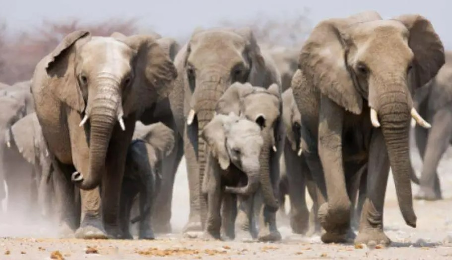 Tại sao động vật giao phối không sợ yếu tố cận huyết? Tai sao dong vat giao phoi khong so yeu to can huyet?