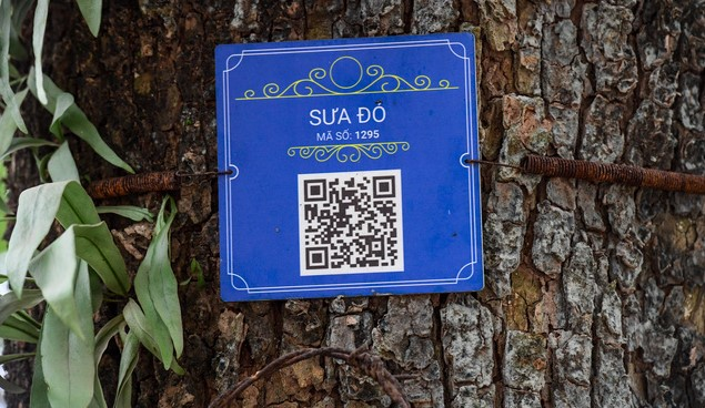 Đây là nơi có quần thể 40 cây sưa đỏ cổ thụ, mỗi cây đều được gắn mã QR và bảo vệ nghiêm ngặt bằng camera và dây thép gai. (Ảnh: Trí thức trẻ)