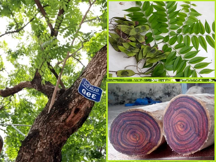 Gỗ sưa đỏ rất quý hiếm, giá trị cao, có thể lên tới 20 tỷ đồng cho một mét khối, nhờ khả năng chống chịu, không hấp thụ nước và có mùi hương dễ chịu. (Ảnh: Novago)