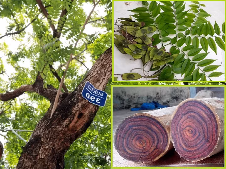 Gỗ sưa đỏ rất quý hiếm, giá trị cao, có thể lên tới 20 tỷ đồng cho một mét khối, nhờ khả năng chống chịu, không hấp thụ nước và có mùi hương dễ chịu. (Ảnh: Novago)