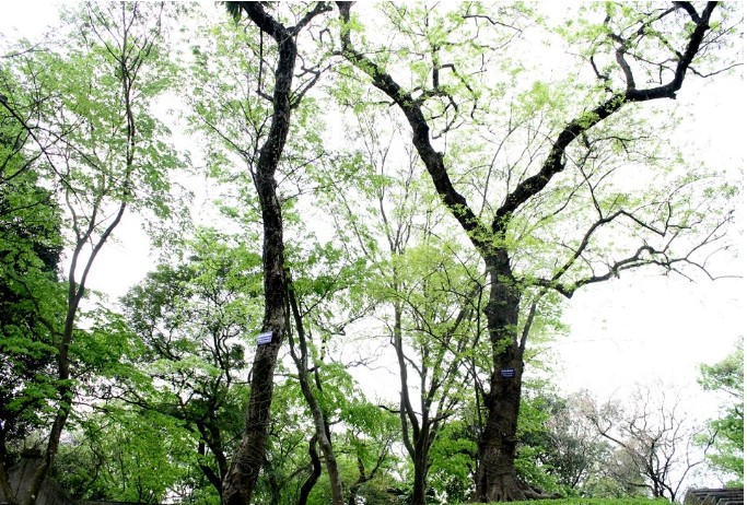 Cây sưa đỏ có tên khoa học là Dalbergia tonkinensis Prain, thuộc họ đậu và được liệt vào danh mục cấm khai thác thương mại tại Việt Nam.(Ảnh: Tiền Phong)