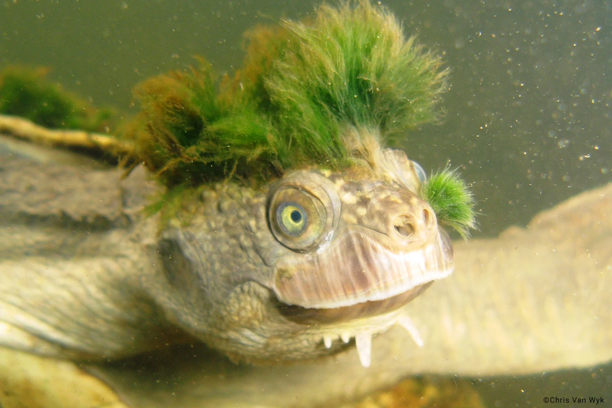 Ngoài ra, chúng còn có hai mấu nhô ra dưới cằm, giống như hai chiếc râu, giúp chúng cảm nhận môi trường xung quanh.(Ảnh:EDGE of Existence)