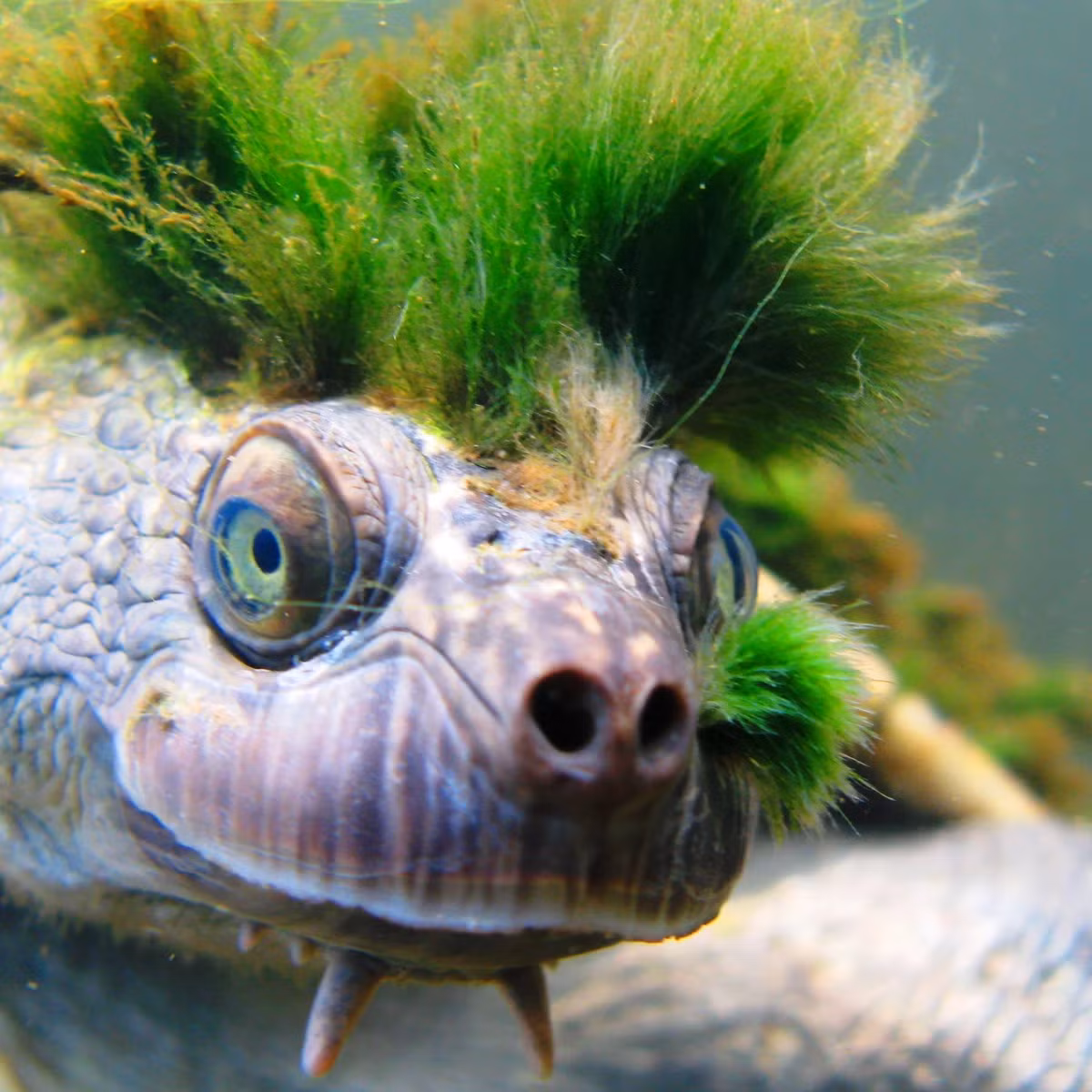 Mặc dù từng được nuôi làm thú cưng phổ biến trong thập niên 1960 và 1970, rùa Mary hiện đang đối mặt với nguy cơ tuyệt chủng cao. (Ảnh:The Guardian)