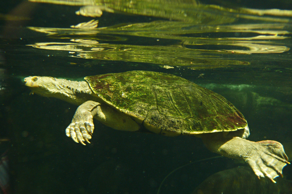 Sự suy giảm số lượng của chúng trong tự nhiên đã khiến các nhà khoa học và các tổ chức bảo tồn phải nỗ lực để bảo vệ và duy trì loài rùa quý hiếm này.(Ảnh:BioLib)