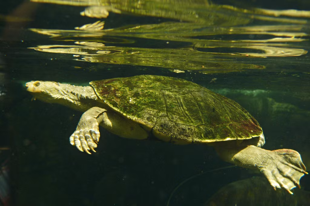 Sự suy giảm số lượng của chúng trong tự nhiên đã khiến các nhà khoa học và các tổ chức bảo tồn phải nỗ lực để bảo vệ và duy trì loài rùa quý hiếm này.(Ảnh:BioLib)