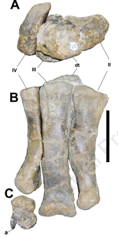 Cụm mẫu vật đầu tiên bao gồm xương quạ, xương chi trước và chi sau bên phải hoàn chỉnh, trong khi cụm mẫu vật thứ hai chứa các thành phần đốt sống, cung xương, xương chậu không hoàn chỉnh và chi sau gần như hoàn chỉnh. (Ảnh: X.com)