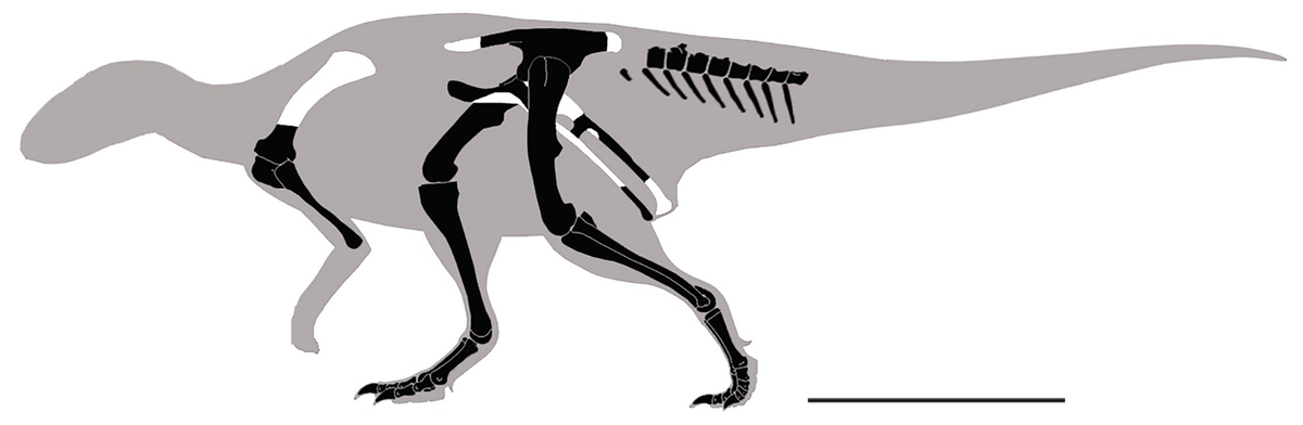 Các phần xương của Emiliasaura alessandrii được tìm thấy tại hai địa điểm khác nhau. (Ảnh: Species New to Science)
