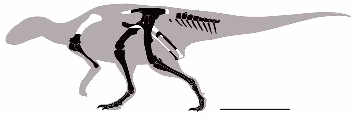 Các phần xương của Emiliasaura alessandrii được tìm thấy tại hai địa điểm khác nhau. (Ảnh: Species New to Science)