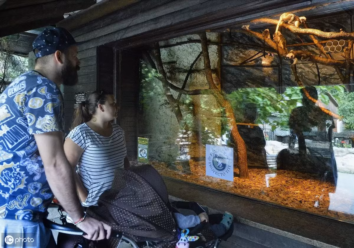 Khỉ sóc đầu bông không chỉ là một loài động vật đáng yêu mà còn là một phần quan trọng của hệ sinh thái rừng nhiệt đới. Việc bảo vệ loài khỉ này và môi trường sống của chúng là nhiệm vụ cấp bách để duy trì sự cân bằng sinh thái và bảo vệ đa dạng sinh học trên hành tinh của chúng ta.(Ảnh: 360kuai)