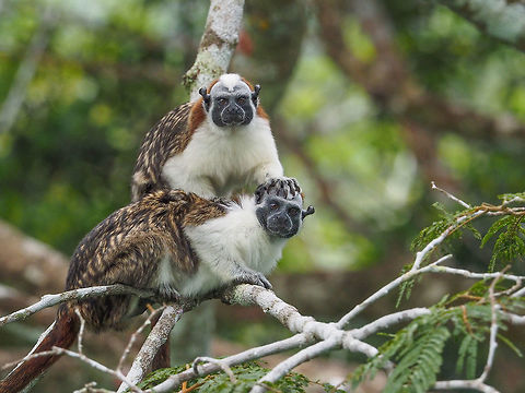 Hiện nay, khỉ sóc đầu bông được Liên minh Bảo tồn Thiên nhiên Quốc tế xác định là loài cực kỳ nguy cấp. Việc bảo vệ và duy trì môi trường sống tự nhiên là rất quan trọng để đảm bảo sự tồn tại của loài khỉ này.(Ảnh: JungleDragon)