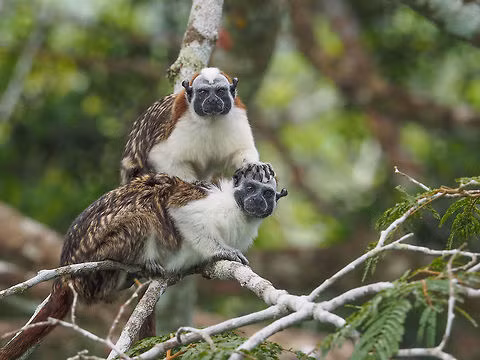 Hiện nay, khỉ sóc đầu bông được Liên minh Bảo tồn Thiên nhiên Quốc tế xác định là loài cực kỳ nguy cấp. Việc bảo vệ và duy trì môi trường sống tự nhiên là rất quan trọng để đảm bảo sự tồn tại của loài khỉ này.(Ảnh: JungleDragon)