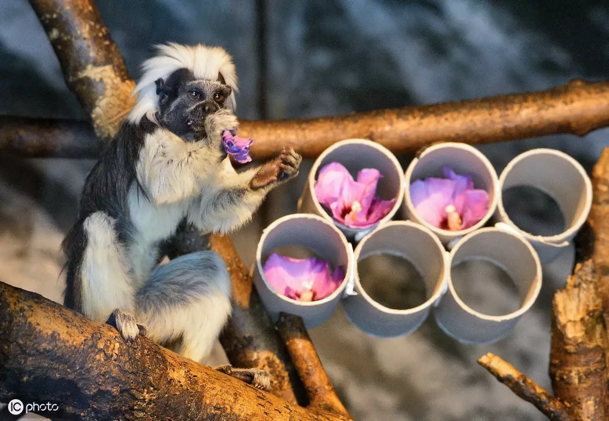 Khỉ sóc đầu bông nổi bật với bộ lông mềm mượt, màu sắc đa dạng từ trắng, đen đến nâu. Đặc biệt, phần đầu của chúng có một chùm lông trắng như bông, tạo nên vẻ ngoài độc đáo và dễ nhận biết. Chúng có kích thước nhỏ, với chiều dài cơ thể chỉ khoảng 20-30 cm, và đuôi dài hơn cơ thể, giúp chúng giữ thăng bằng khi di chuyển trên cây.(Ảnh: 360kuai)