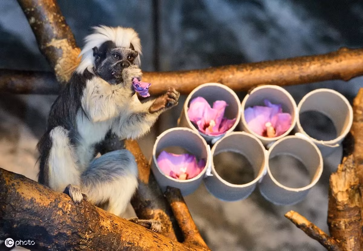 Khỉ sóc đầu bông nổi bật với bộ lông mềm mượt, màu sắc đa dạng từ trắng, đen đến nâu. Đặc biệt, phần đầu của chúng có một chùm lông trắng như bông, tạo nên vẻ ngoài độc đáo và dễ nhận biết. Chúng có kích thước nhỏ, với chiều dài cơ thể chỉ khoảng 20-30 cm, và đuôi dài hơn cơ thể, giúp chúng giữ thăng bằng khi di chuyển trên cây.(Ảnh: 360kuai)