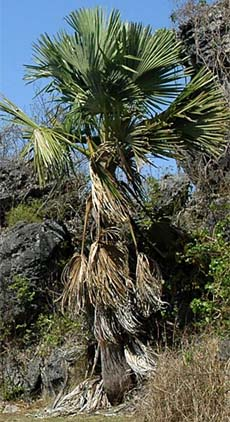 Tahina spectabilis không chỉ là một loài cây quý hiếm mà còn là biểu tượng cho sự đa dạng sinh học phong phú và độc đáo của Madagascar. Việc bảo tồn loài cây này đã trở thành mục tiêu của nhiều tổ chức và nhà khoa học trên thế giới. Các nỗ lực bảo tồn bao gồm việc trồng lại cây con từ hạt giống thu được từ những cây mẹ đã ra hoa và chết, nhằm duy trì sự tồn tại của loài cọ đặc biệt này.(Ảnh: Trebrown Nurseries)