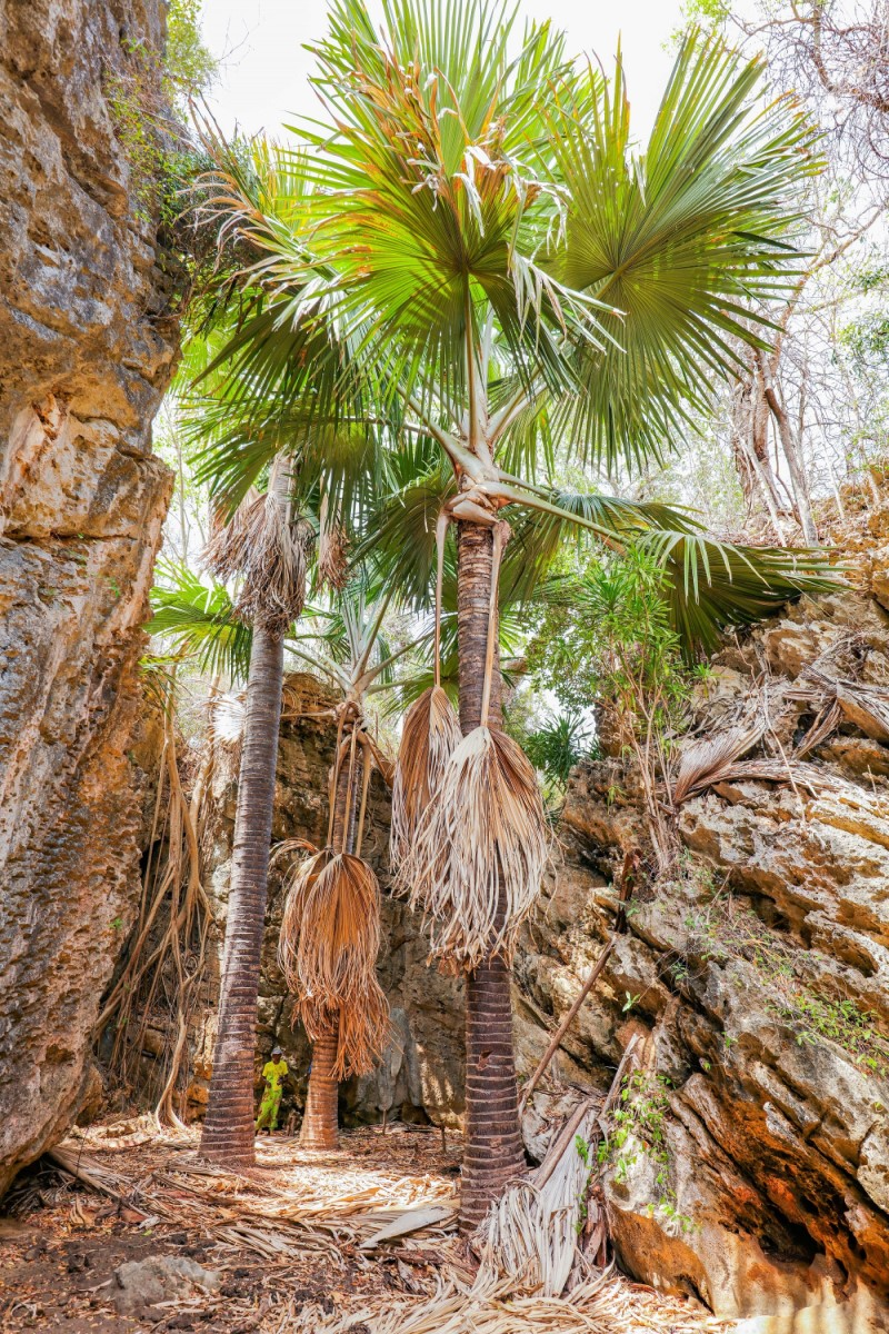 Điểm độc đáo và cũng là lý do loài cây này có tên gọi “cọ tự tử” chính là vòng đời của nó. Sau khoảng 50 năm phát triển, cây sẽ dồn toàn bộ năng lượng để ra hoa một lần duy nhất, tạo ra một cụm hoa khổng lồ và ngoạn mục. Quá trình này tiêu tốn hết tất cả nguồn lực của cây, dẫn đến cái chết ngay sau khi quá trình ra hoa hoàn tất.(Ảnh: Fondation Franklinia)