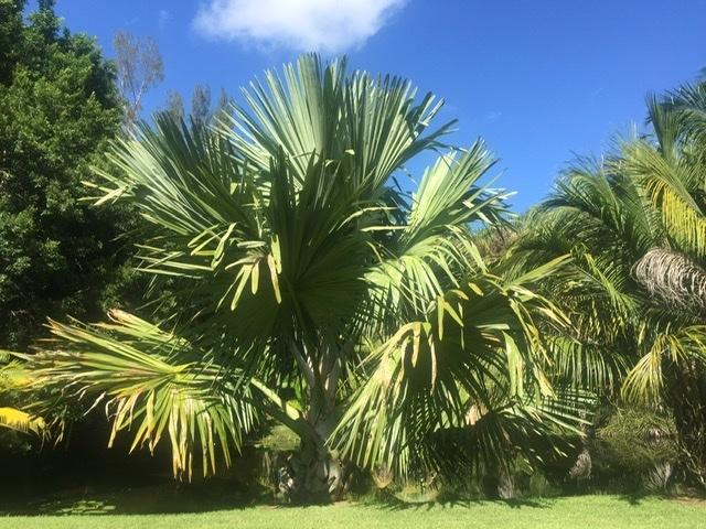 Cọ tự tử (Tahina spectabilis) là một minh chứng rõ nét cho sự kỳ diệu và bí ẩn của thiên nhiên. Sự tồn tại và vòng đời độc đáo của loài cây này không chỉ thách thức kiến thức khoa học hiện tại mà còn khơi gợi sự tò mò và niềm đam mê khám phá của con người. (Ảnh: The National Gardening Association)