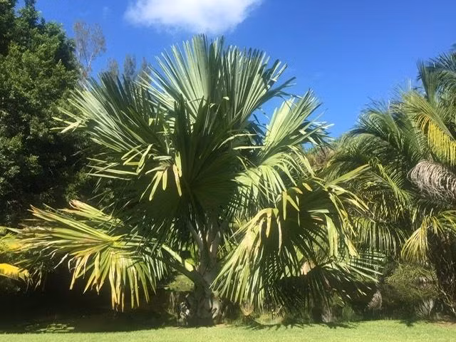 Cọ tự tử (Tahina spectabilis) là một minh chứng rõ nét cho sự kỳ diệu và bí ẩn của thiên nhiên. Sự tồn tại và vòng đời độc đáo của loài cây này không chỉ thách thức kiến thức khoa học hiện tại mà còn khơi gợi sự tò mò và niềm đam mê khám phá của con người. (Ảnh: The National Gardening Association)