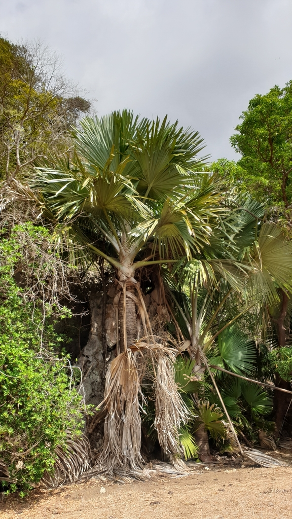 Năm 2008, loài cây này chính thức được công nhận và đặt tên khoa học, đồng thời được công bố trong một nghiên cứu trên tạp chí Botanical Journal of the Linnean Society.(Ảnh: iNaturalist)