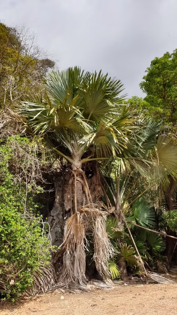 Năm 2008, loài cây này chính thức được công nhận và đặt tên khoa học, đồng thời được công bố trong một nghiên cứu trên tạp chí Botanical Journal of the Linnean Society.(Ảnh: iNaturalist)