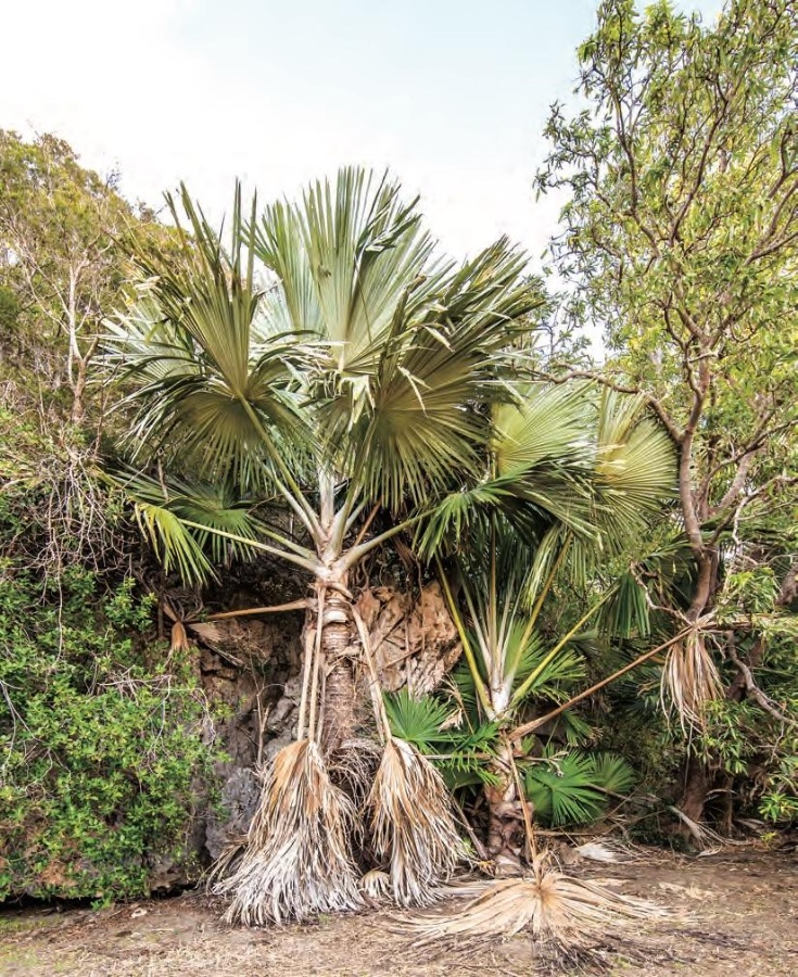 Việc bảo vệ và nghiên cứu về Tahina spectabilis sẽ giúp chúng ta hiểu rõ hơn về sự phong phú của thiên nhiên và trách nhiệm của chúng ta trong việc bảo vệ môi trường sống cho các loài sinh vật trên Trái Đất.(Ảnh: Agaveville)