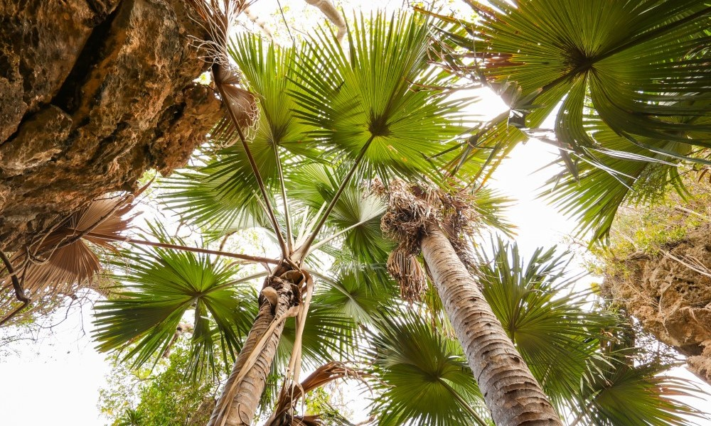 Tahina spectabilis là một loại cây cọ lớn, có thể cao tới 18 mét. (Ảnh: Fondation Franklinia)