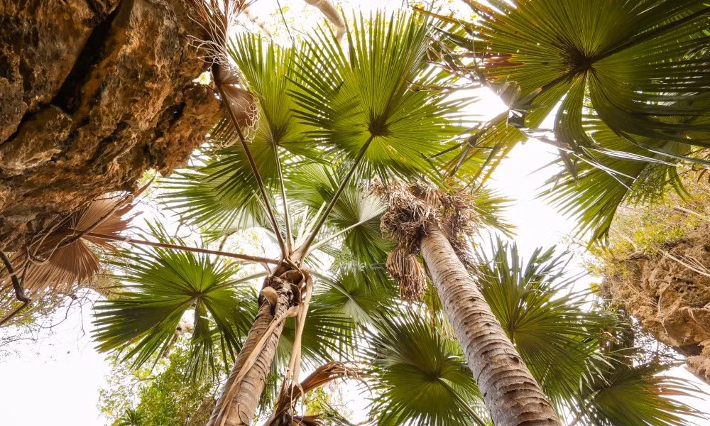 Tahina spectabilis là một loại cây cọ lớn, có thể cao tới 18 mét. (Ảnh: Fondation Franklinia)