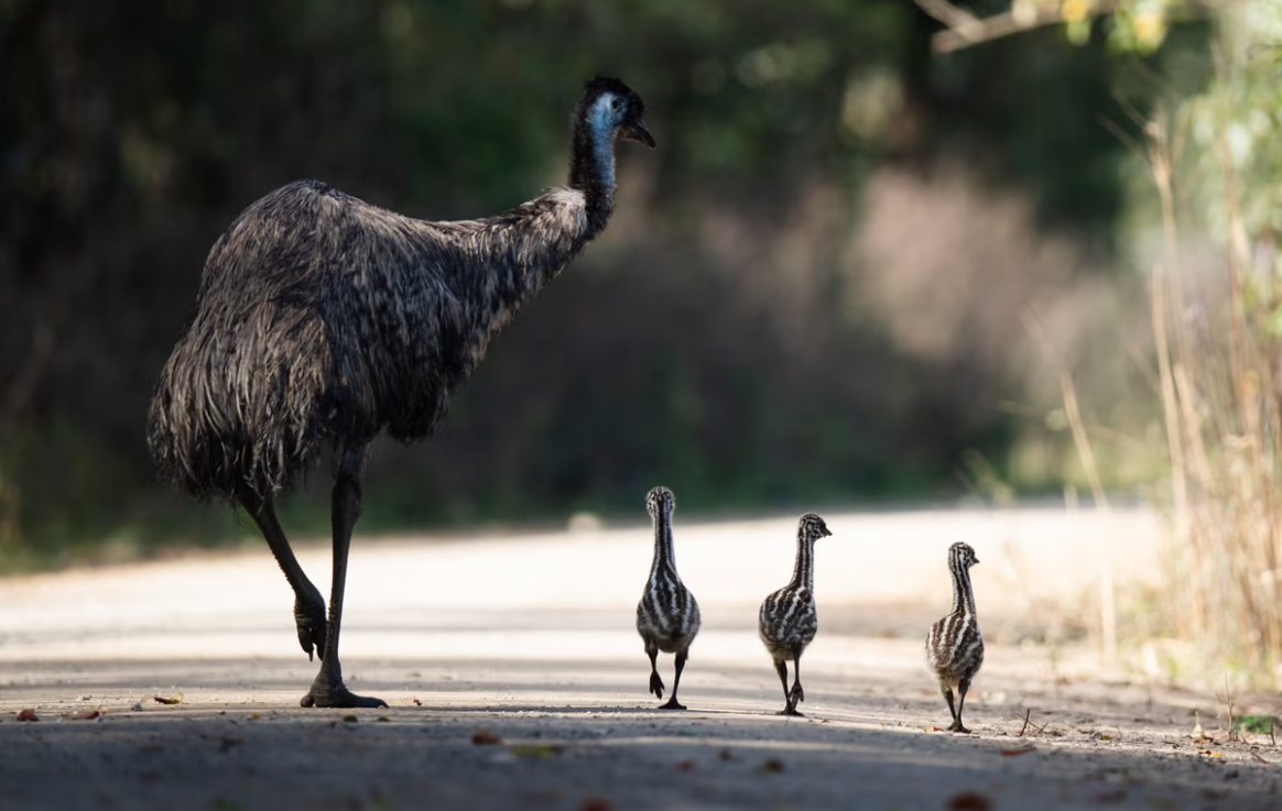 Đà điểu Emu ven biển là loài chim không bay, có chiều cao lên tới 1,9 mét và nặng khoảng 40-50 kg. (Ảnh: Australian Geographic)