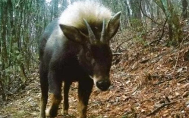 Trong một diễn biến đầy bất ngờ, loài sói đầu lừa, được cho là tuyệt chủng từ 500.000 năm trước, đã tái xuất hiện, gây chấn động giới khoa học và sinh vật học. (Ảnh: Sở hữu trí tuệ)