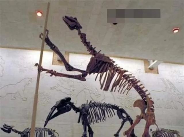 Loài vật này, với tên khoa học là Shakuang, từng sống ở lục địa châu Á từ 7 đến 7,5 triệu năm trước.(Ảnh: Sở hữu trí tuệ)