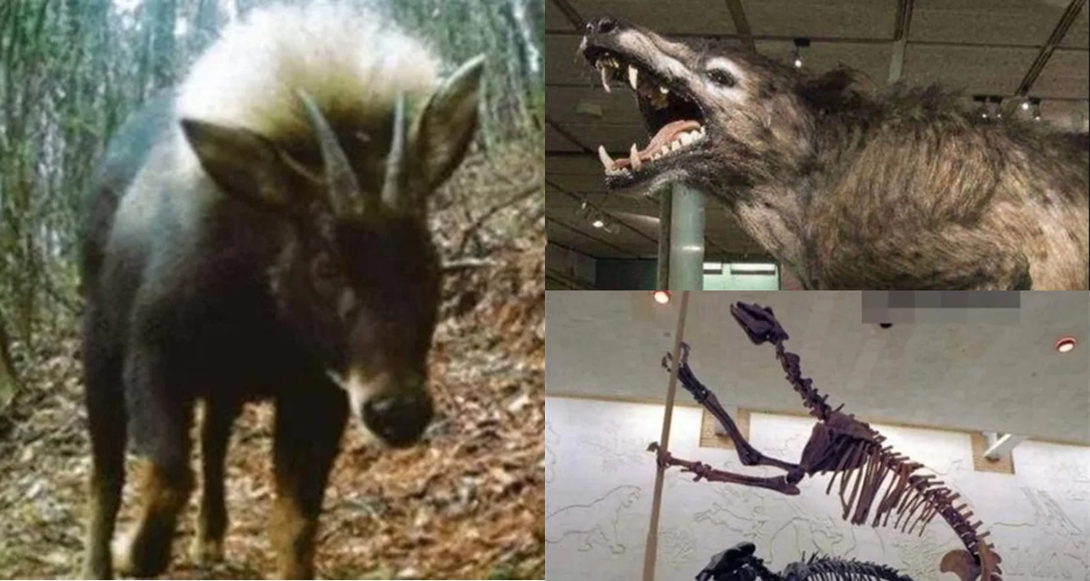 Sói đầu lừa không chỉ là một hiện tượng sinh học kỳ lạ mà còn là một biểu tượng của sự kỳ diệu và bí ẩn của thiên nhiên. Sự tái xuất hiện của chúng nhắc nhở chúng ta về tầm quan trọng của việc bảo vệ môi trường và duy trì sự đa dạng sinh học trên hành tinh này.(Ảnh: Sở hữu trí tuệ)