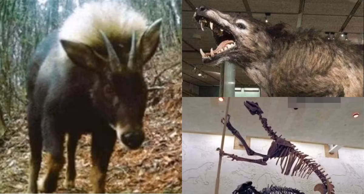 Sói đầu lừa không chỉ là một hiện tượng sinh học kỳ lạ mà còn là một biểu tượng của sự kỳ diệu và bí ẩn của thiên nhiên. Sự tái xuất hiện của chúng nhắc nhở chúng ta về tầm quan trọng của việc bảo vệ môi trường và duy trì sự đa dạng sinh học trên hành tinh này.(Ảnh: Sở hữu trí tuệ)