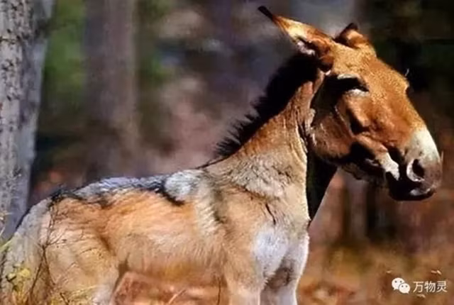 Sói đầu lừa có thân hình to lớn, dài khoảng 2 mét và cao 1,5 mét, với đầu giống như đầu lừa. Điều này tạo nên sự độc đáo và khác biệt của loài vật này so với các loài sói khác.(Ảnh: Sở hữu trí tuệ)