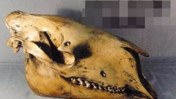 Vào tháng 9/1982, một thợ săn đã giết chết một con sói đầu lừa, và xác của nó đã được các viện nghiên cứu sinh học đề xuất mua để nghiên cứu.(Ảnh: Bảo vệ công lý)