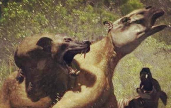 Sự tái xuất hiện của sói đầu lừa mang đến những thông tin mới về sự đa dạng của các loài và sự phát triển sinh học. Nó cũng nhấn mạnh tầm quan trọng của việc bảo vệ môi trường và duy trì sự cân bằng sinh thái trên Trái đất. Sự hiện diện của loài vật này là một lời cảnh báo về tác động của biến đổi khí hậu và sự cần thiết của việc bảo vệ các loài động vật hoang dã.(Ảnh: Bảo vệ công lý)